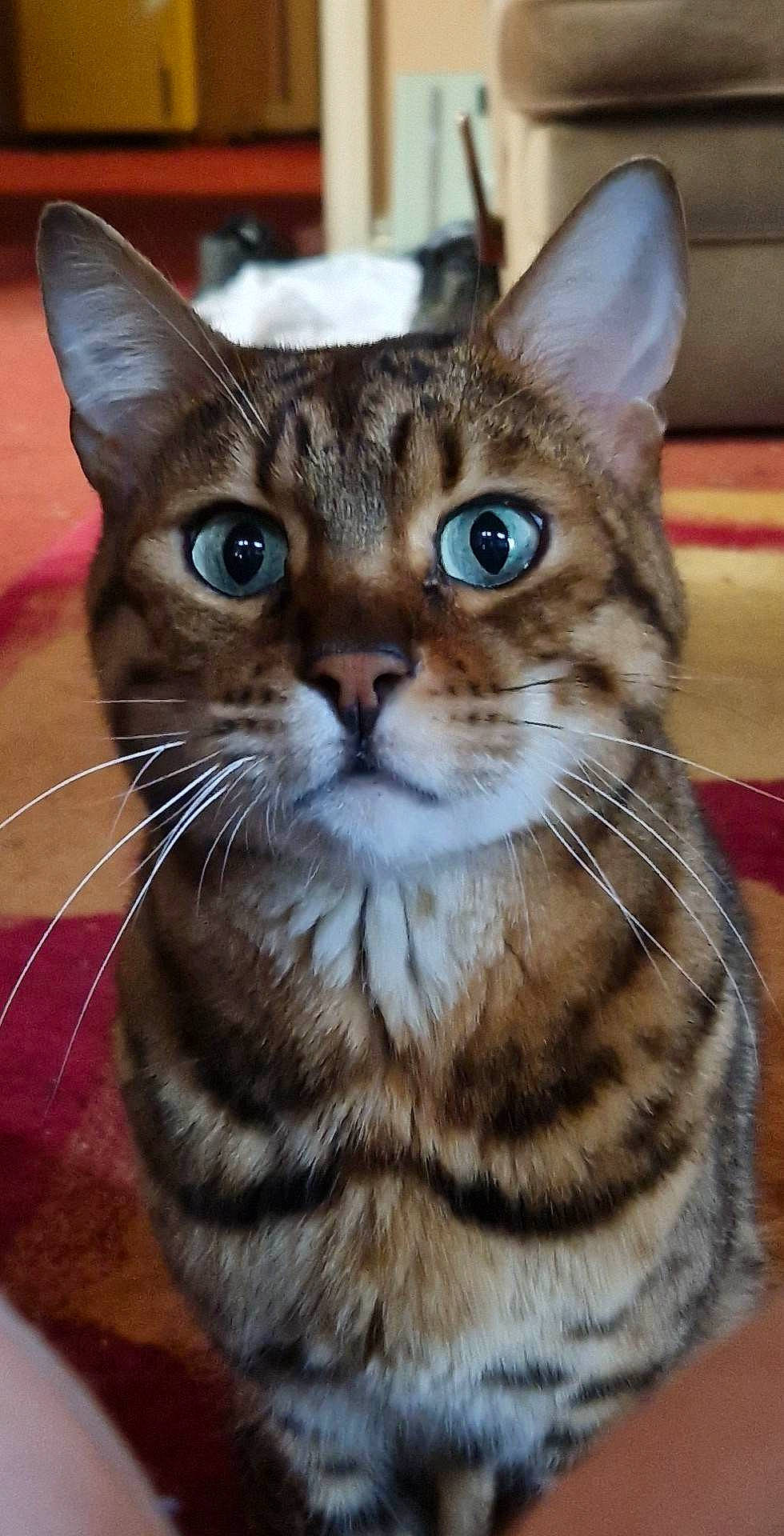 Basil is registered to the contest to win money with this photo: carnivore, cat, domestic_short_haired_cat, fawn, felidae, fur, paw, small_to_medium_sized_cats, snout, tail, terrestrial_animal, whiskers, wildlife