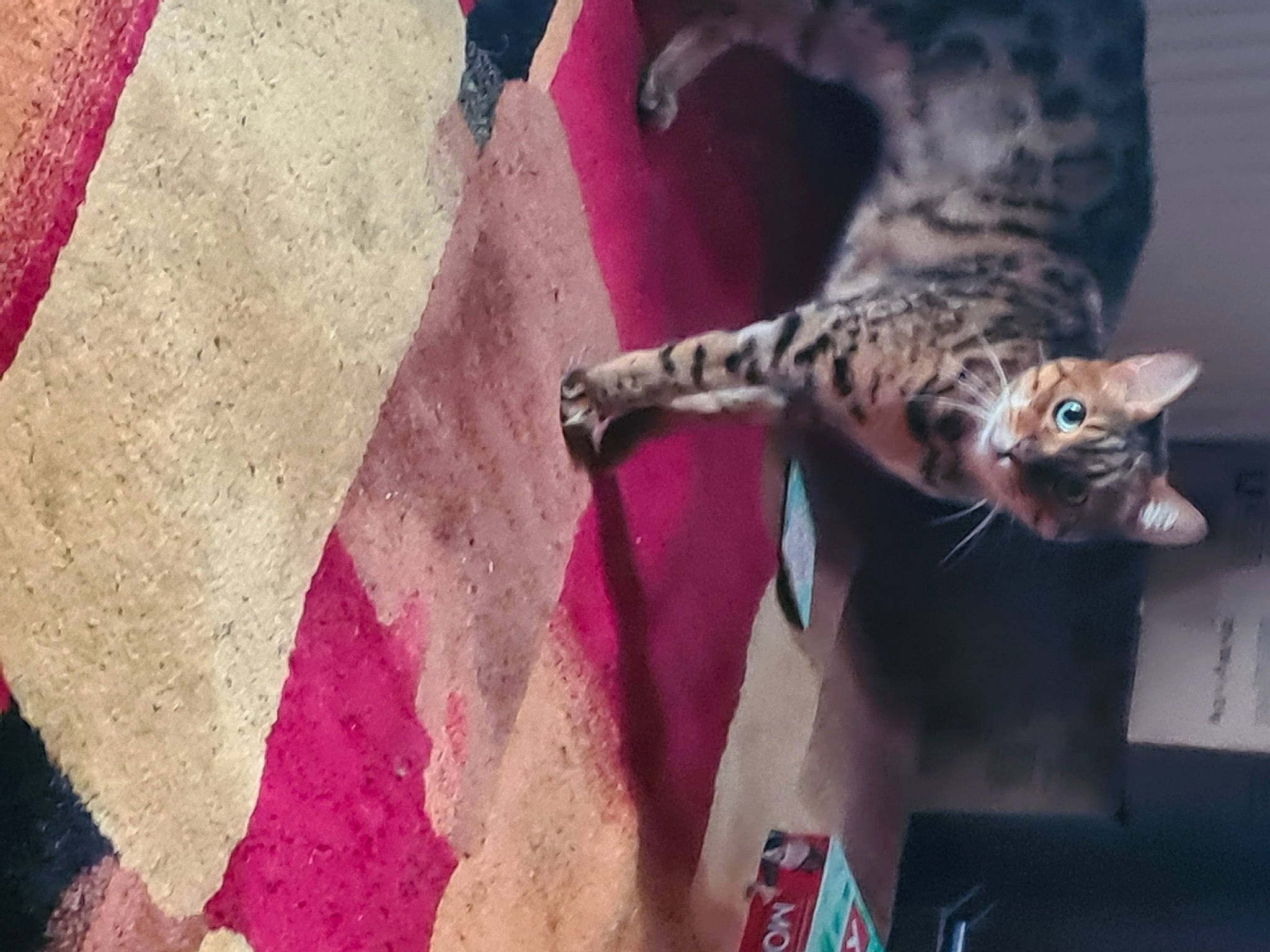 Basil is registered to the contest to win money with this photo: carmine, carnivore, cat, claw, domestic_short_haired_cat, fawn, felidae, fur, human_leg, magenta, pattern, plant, small_to_medium_sized_cats, snout, tail, terrestrial_animal, tree, visual_arts, whiskers, wildlife