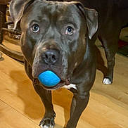 Blu joined the competition — help win amazing prizes! dog, ball, indoor, wooden_floor, pet, playing, brown_dog, white_paws, toy, animal, canine, looking_up, close_up, household, flooring, domestic_animal, curious, friendly, companion, fetch