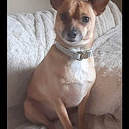 Phillip is registered to the contest to win money with this photo: dog, small_dog, tan_dog, pet, canine, sitting, alert, ears, collar, indoor, blanket, white_blanket, furniture, couch, fur, animal, companion, cute, domestic_animal, household