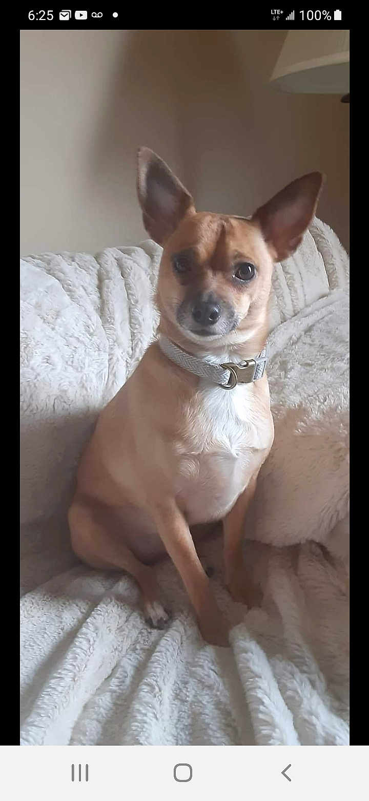 Phillip is registered to the contest to win money with this photo: dog, small_dog, tan_dog, pet, canine, sitting, alert, ears, collar, indoor, blanket, white_blanket, furniture, couch, fur, animal, companion, cute, domestic_animal, household