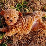 puppy, dog, curly_fur, tongue_out, grass, dry_leaves, outdoor, sunlight, playful, cute, small_dog, nature, pet, animal, fur, lying_down, close_up, adorable, young_dog, brown_fur