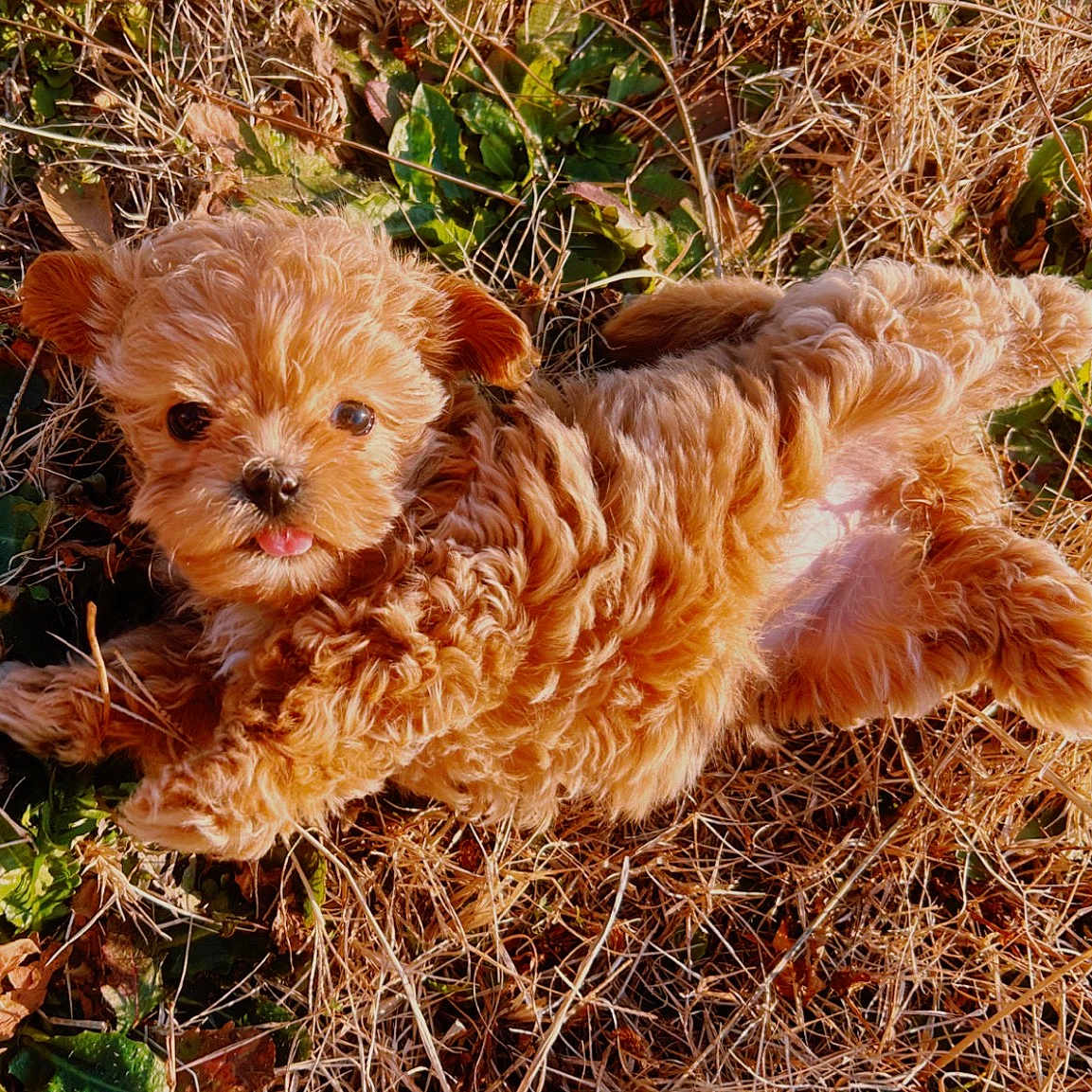 Paisley joined the competition — help win amazing prizes! puppy, dog, curly_fur, tongue_out, grass, dry_leaves, outdoor, sunlight, playful, cute, small_dog, nature, pet, animal, fur, lying_down, close_up, adorable, young_dog, brown_fur