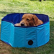 Paco participe au concours pour gagner de l'argent avec cette photo : dog, golden_retriever, pet_pool, blue, grass, outdoor, relaxed, tennis_ball, summer, canine, animal, leisure, sunlight, play, resting, nature, domestic_animal, vacation, pet, water_pool
