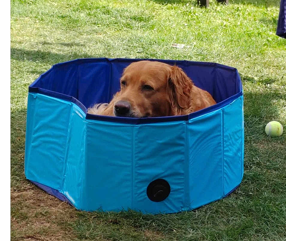 Paco participe au concours pour gagner de l'argent avec cette photo : dog, golden_retriever, pet_pool, blue, grass, outdoor, relaxed, tennis_ball, summer, canine, animal, leisure, sunlight, play, resting, nature, domestic_animal, vacation, pet, water_pool