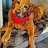 dog, golden_retriever, bandana, pet, animal, lying_down, blanket, cozy, indoor, fur, cute, canine, portrait, looking_at_camera, brown, friendly, domestic, relaxed, floor, head_tilt