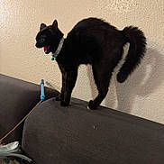 Wednesday is registered to the contest to win money with this photo: cat, black_cat, pet, animal, feline, collar, bell, open_mouth, meowing, arched_back, fluffy_tail, standing, couch, sofa, indoor, living_room, wall, feather_toy, cat_toy, portrait