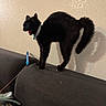 cat, black_cat, pet, animal, feline, collar, bell, open_mouth, meowing, arched_back, fluffy_tail, standing, couch, sofa, indoor, living_room, wall, feather_toy, cat_toy, portrait
