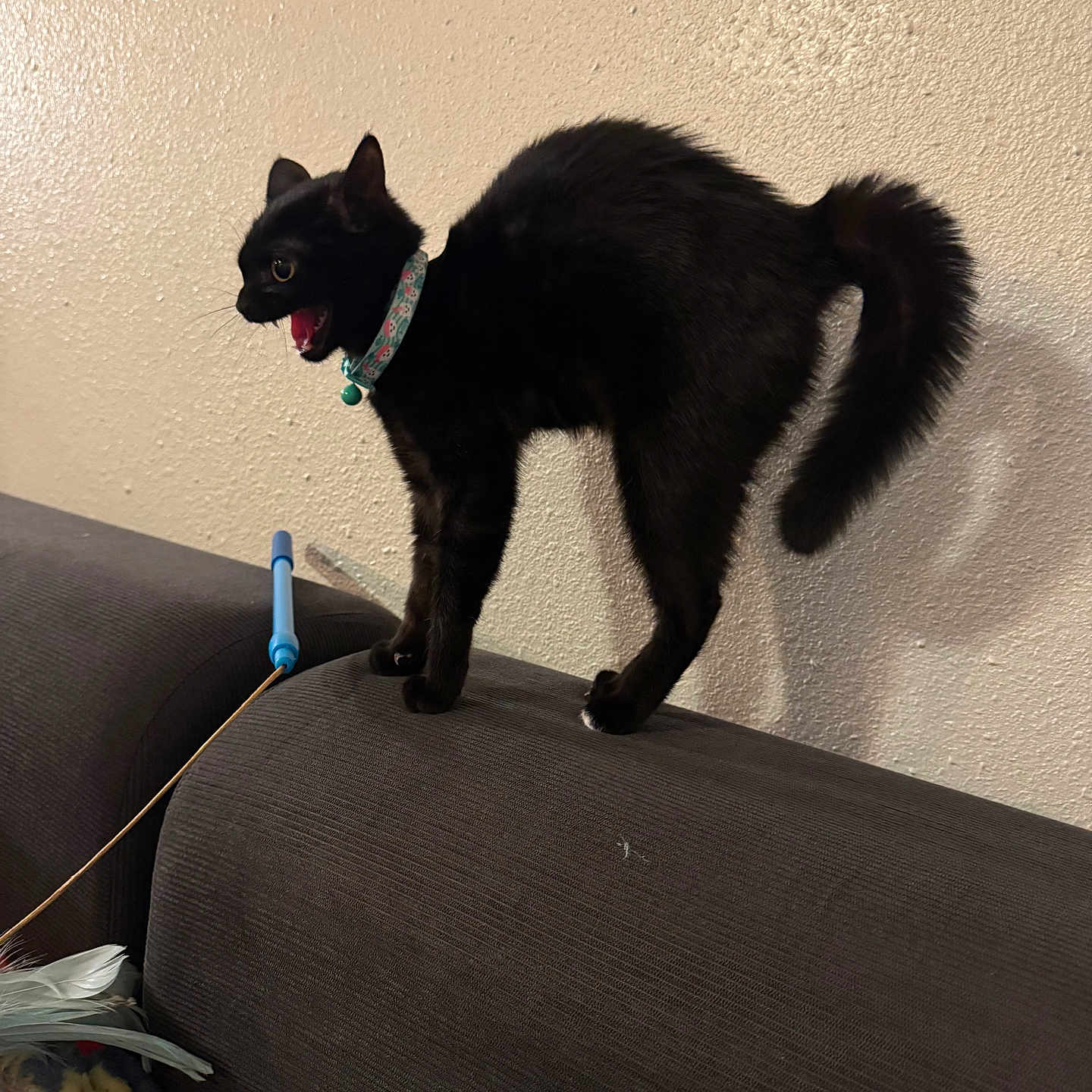 Wednesday is registered to the contest to win money with this photo: cat, black_cat, pet, animal, feline, collar, bell, open_mouth, meowing, arched_back, fluffy_tail, standing, couch, sofa, indoor, living_room, wall, feather_toy, cat_toy, portrait