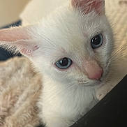 Chai is registered to the contest to win money with this photo: kitten, white_fur, blue_eyes, close_up, pet, animal, cute, curious, indoor, soft_texture, pink_nose, whiskers, young_cat, feline, looking_up, cozy, blurred_background, small_animal, domestic_cat, fluffy