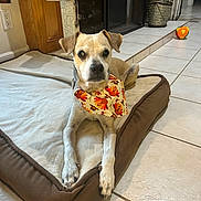 Brody is registered to the contest to win money with this photo: dog, pet_bed, bandana, indoor, tile_floor, fireplace, decor, plant, ball, animal, canine, resting, brown, white, ears, paws, collar, relaxed, holiday, home