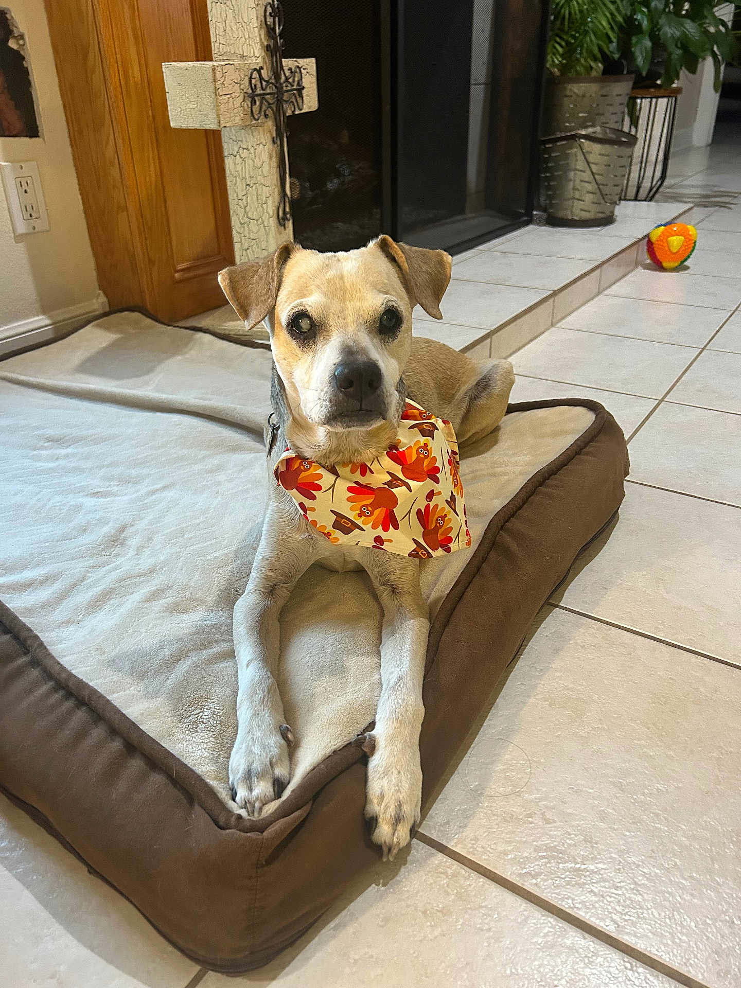 Brody is registered to the contest to win money with this photo: dog, pet_bed, bandana, indoor, tile_floor, fireplace, decor, plant, ball, animal, canine, resting, brown, white, ears, paws, collar, relaxed, holiday, home
