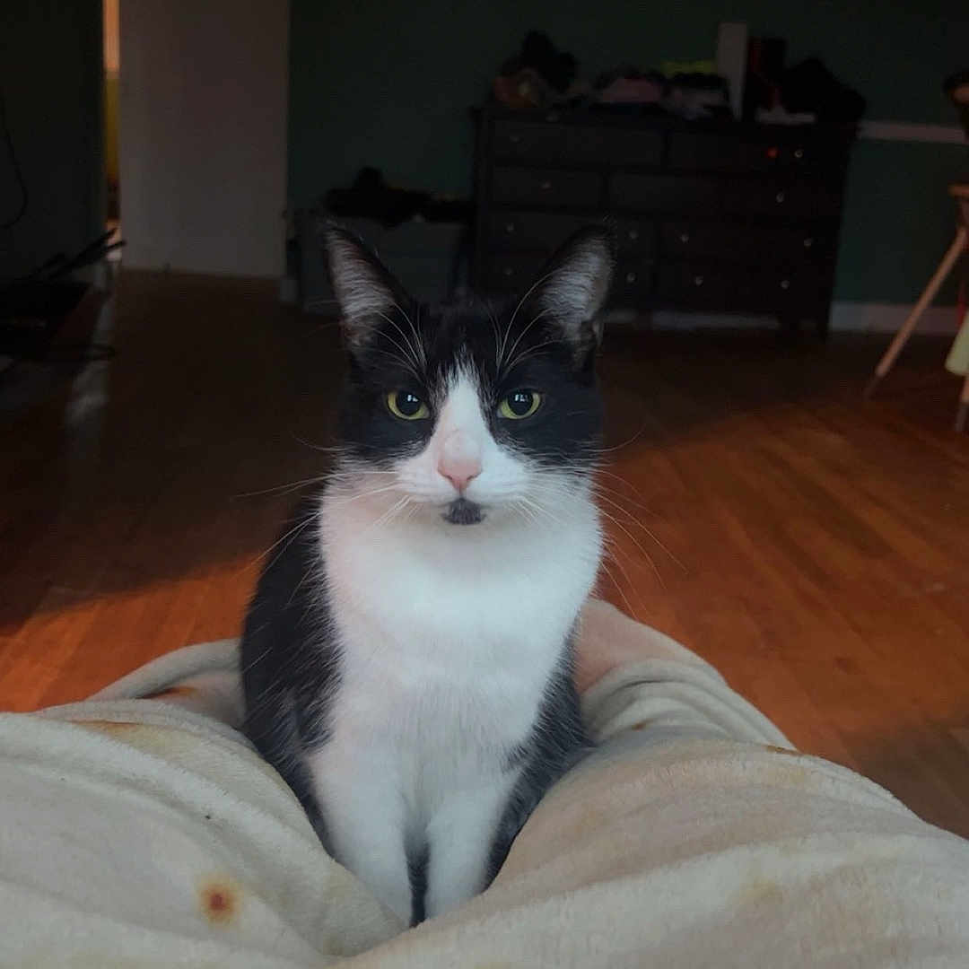 Barricade is registered to the contest to win money with this photo: animal, black_and_white, blanket, calm, cat, curious, cute, domestic_cat, dorm_room, ears, eyes, face, floor, furniture, indoor, looking, pet, sitting, whiskers, wooden_floor