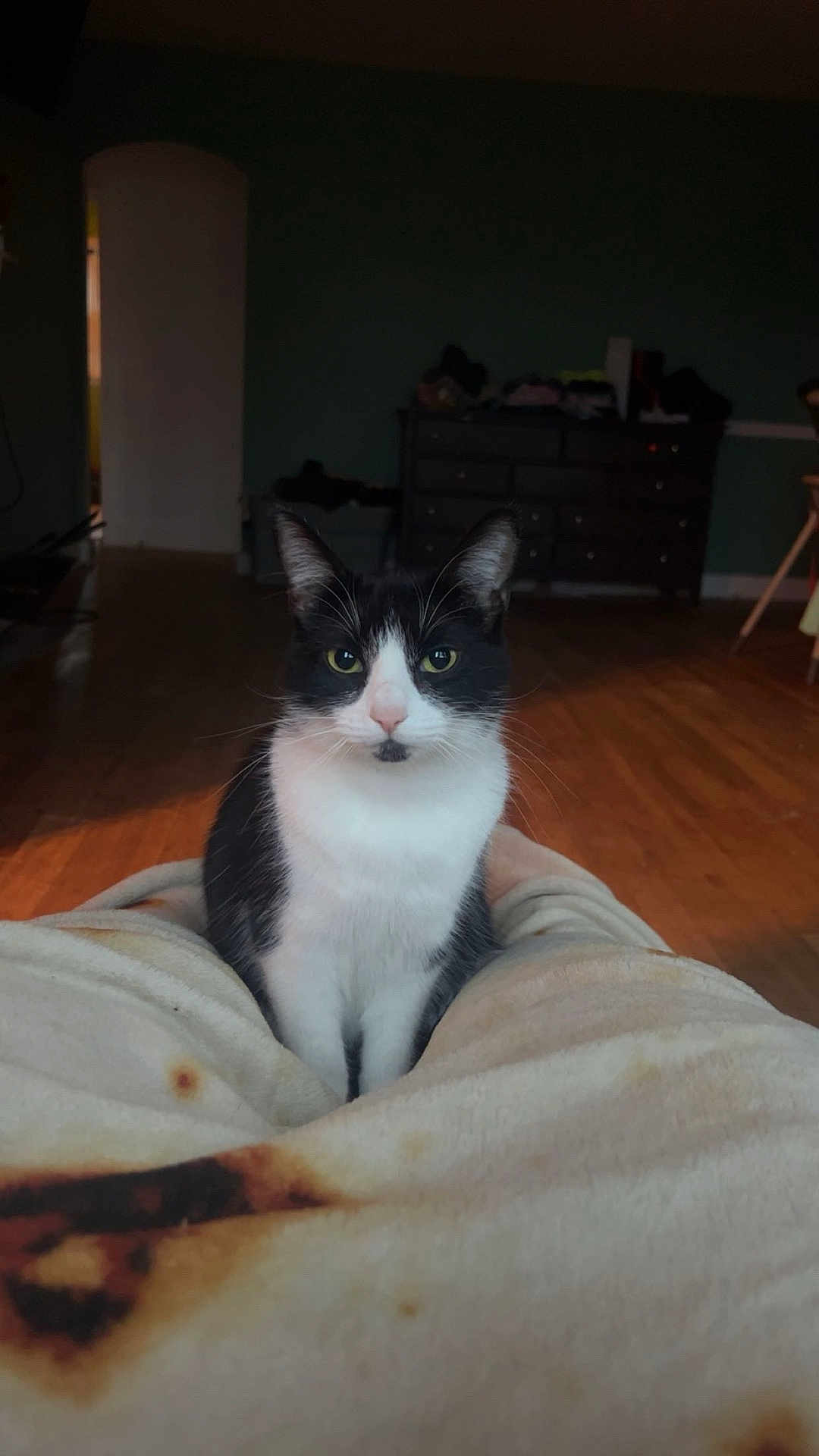 Barricade is registered to the contest to win money with this photo: cat, black_and_white, animal, pet, indoor, blanket, floor, furniture, dorm_room, wooden_floor, curious, sitting, domestic_cat, calm, cute, whiskers, ears, face, eyes, looking