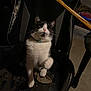 Barricade is registered to the contest to win money with this photo: cat, black_and_white, chair, worn, scratched, indoor, pet, feline, paw, collar, curious, dark, shadow, floor, object, playful, raised_paw, seat, damaged, domestic