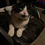 Barricade is registered to the contest to win money with this photo: cat, black_and_white, pet, indoor, chair, furniture, animal, whiskers, green_eyes, relaxed, looking_up, floor, scratched_chair, domestic_cat, cute, mammal, home, playful, resting, curious