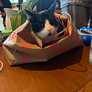 Barricade joined the competition — help win amazing prizes! cat, paper_bag, table, indoor, plant, window, furniture, black_and_white, pet, domestic_animal, curious, household_items, blurred_background, person, orchid, natural_light, wooden_surface, seated, face, whiskers
