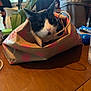 cat, paper_bag, table, indoor, plant, window, furniture, black_and_white, pet, domestic_animal, curious, household_items, blurred_background, person, orchid, natural_light, wooden_surface, seated, face, whiskers