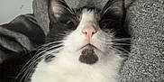 Barricade joined the competition — help win amazing prizes! cat, black_and_white, pet, animal, feline, whiskers, nose, paw, fur, domestic_cat, indoor, person, clothing, sweater, grey, relaxed, cute, companion, cozy, resting