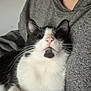 cat, black_and_white, pet, animal, feline, whiskers, nose, paw, fur, domestic_cat, indoor, person, clothing, sweater, grey, relaxed, cute, companion, cozy, resting