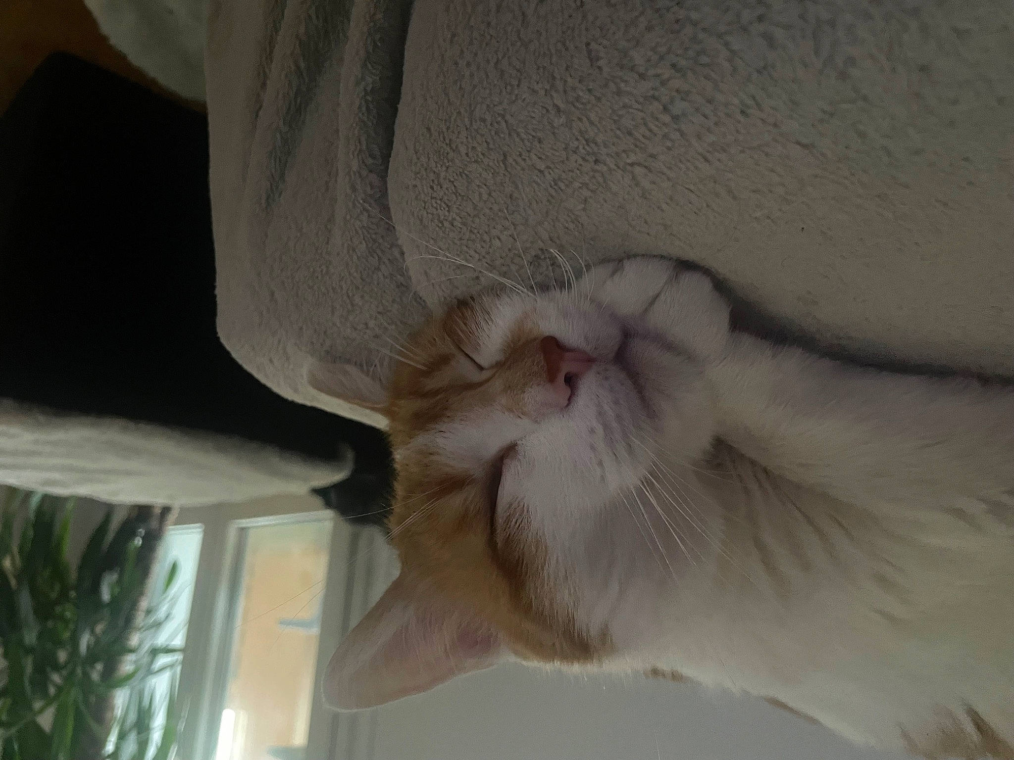 Tiboo a rejoint le concours — aidez-le/la à gagner de superbes lots ! carnivore, cat, claw, comfort, domestic_short_haired_cat, fawn, felidae, foot, fur, linens, paw, plant, room, small_to_medium_sized_cats, snout, tail, whiskers, window