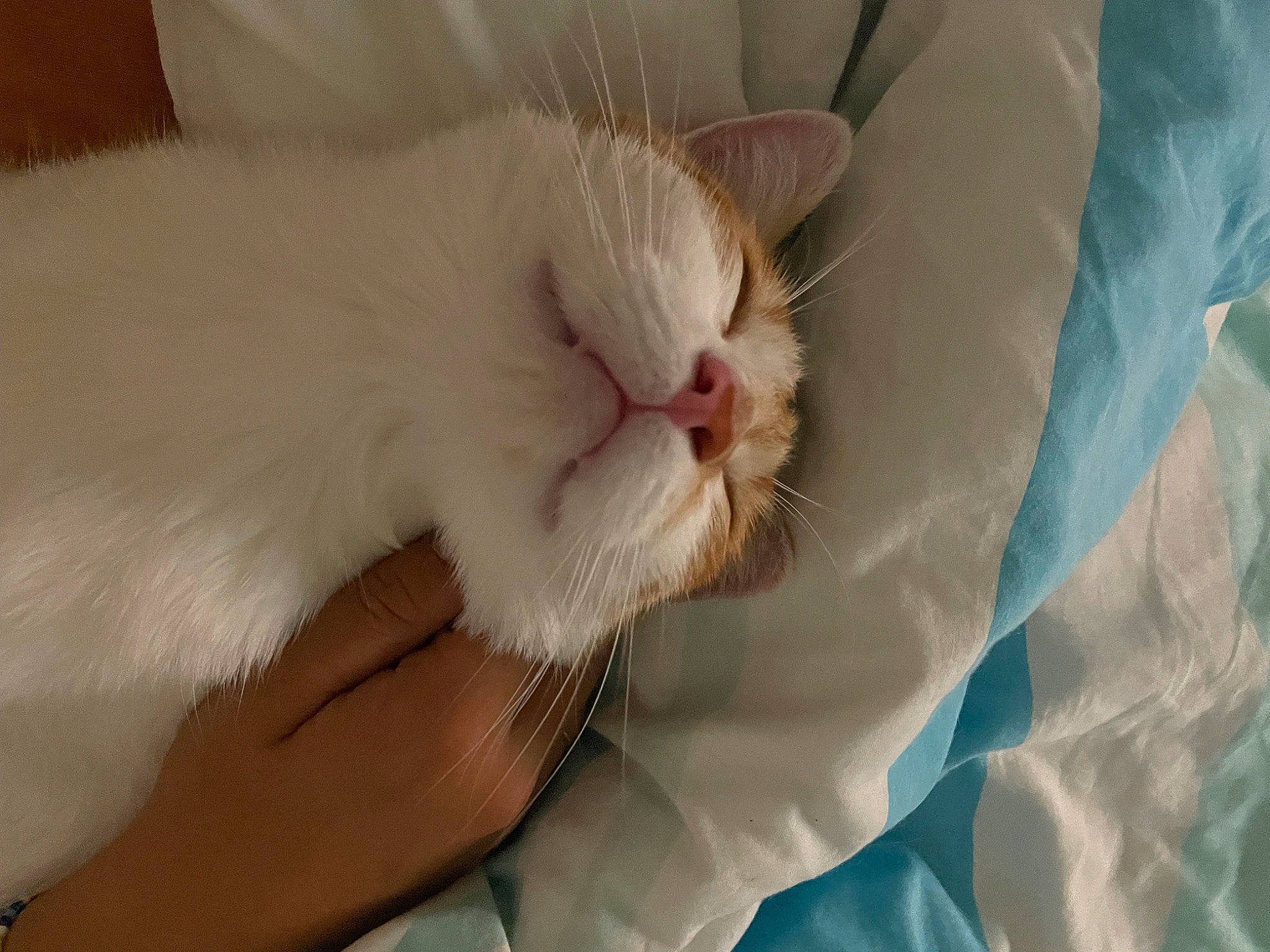 Tiboo participe au concours pour gagner de l'argent avec cette photo : carnivore, cat, claw, comfort, felidae, fur, gesture, linens, nail, paw, small_to_medium_sized_cats, snout, tail, whiskers