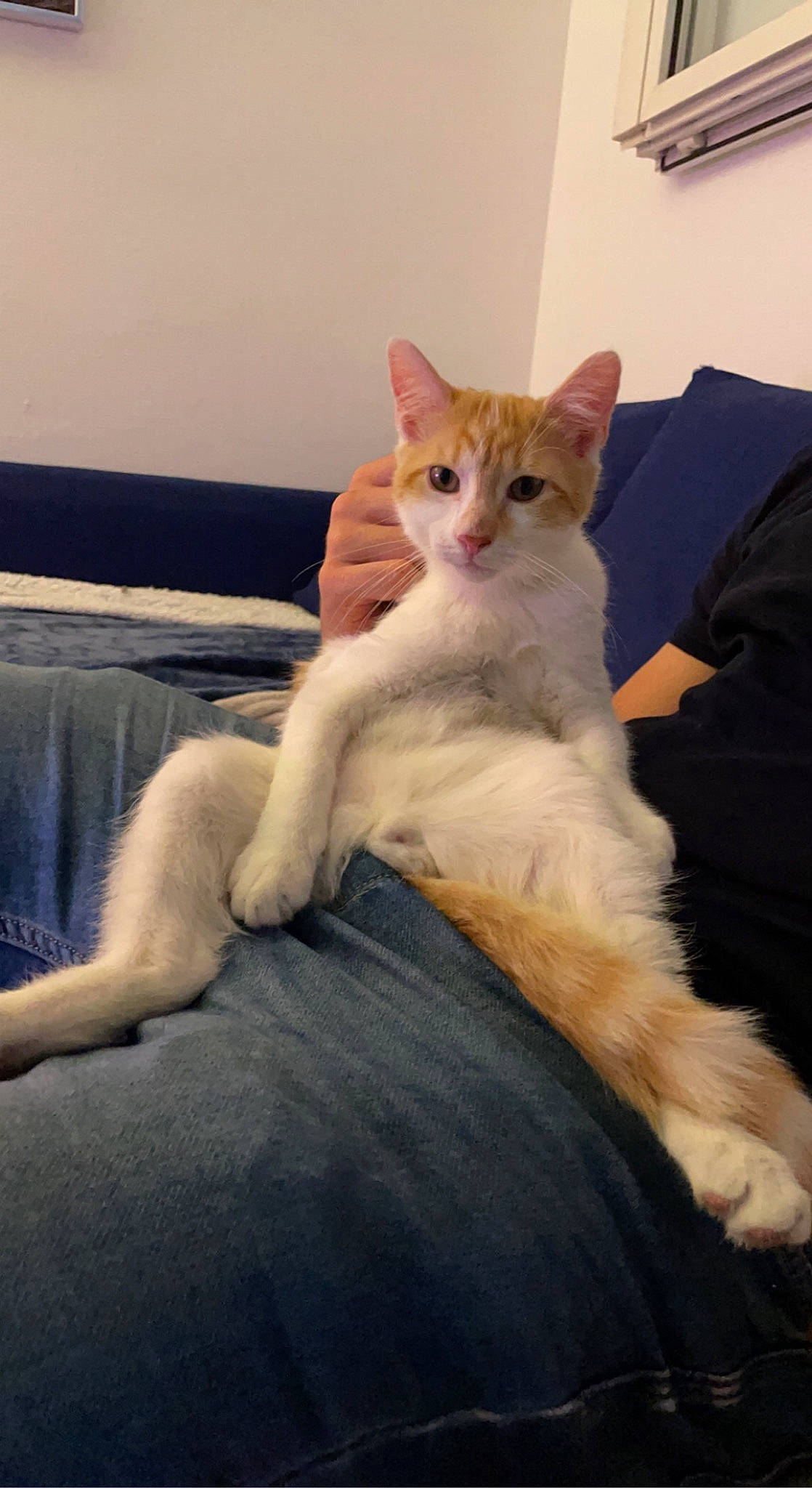 Tiboo participe au concours pour gagner de l'argent avec cette photo : carnivore, cat, claw, comfort, domestic_short_haired_cat, eye, fawn, felidae, foot, fur, gesture, human_leg, lap, paw, sitting, small_to_medium_sized_cats, tail, whiskers