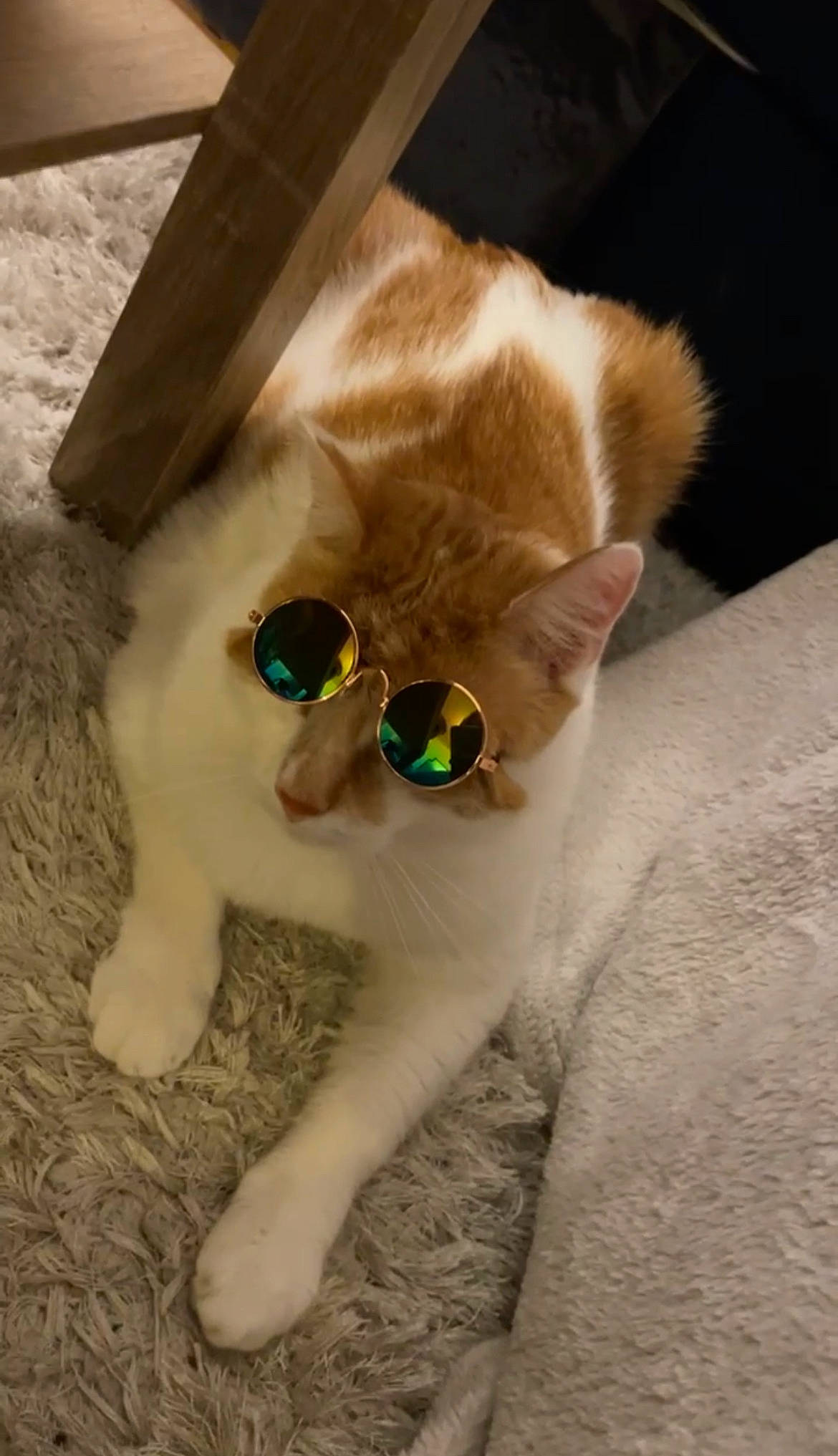 Tiboo participe au concours pour gagner de l'argent avec cette photo : canidae, carnivore, cat, collar, companion_dog, dog_breed, eyewear, fawn, felidae, fur, glasses, pet_supply, sleeve, small_to_medium_sized_cats, snout, sunglasses, tail, vision_care, whiskers, wood