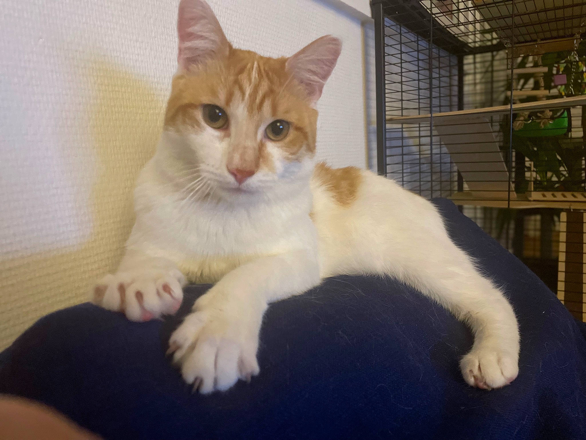 Tiboo a rejoint le concours — aidez-le/la à gagner de superbes lots ! carnivore, cat, claw, comfort, domestic_short_haired_cat, fawn, felidae, foot, fur, paw, sitting, small_to_medium_sized_cats, snout, tail, whiskers, window