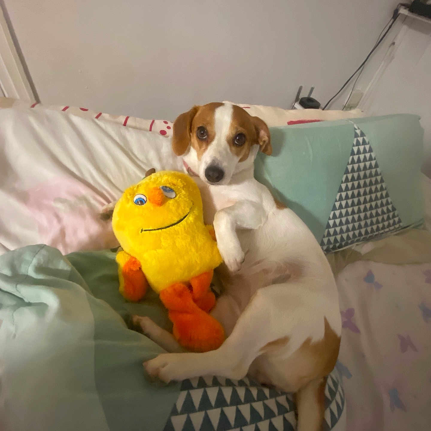 Maya participe au concours pour gagner de l'argent avec cette photo : animal, bed, blanket, brown, companion, cozy, cute, dog, fur, home, indoor, looking_at_camera, lying_down, pet, pillow, plush_toy, relaxing, resting, stuffed_toy, white