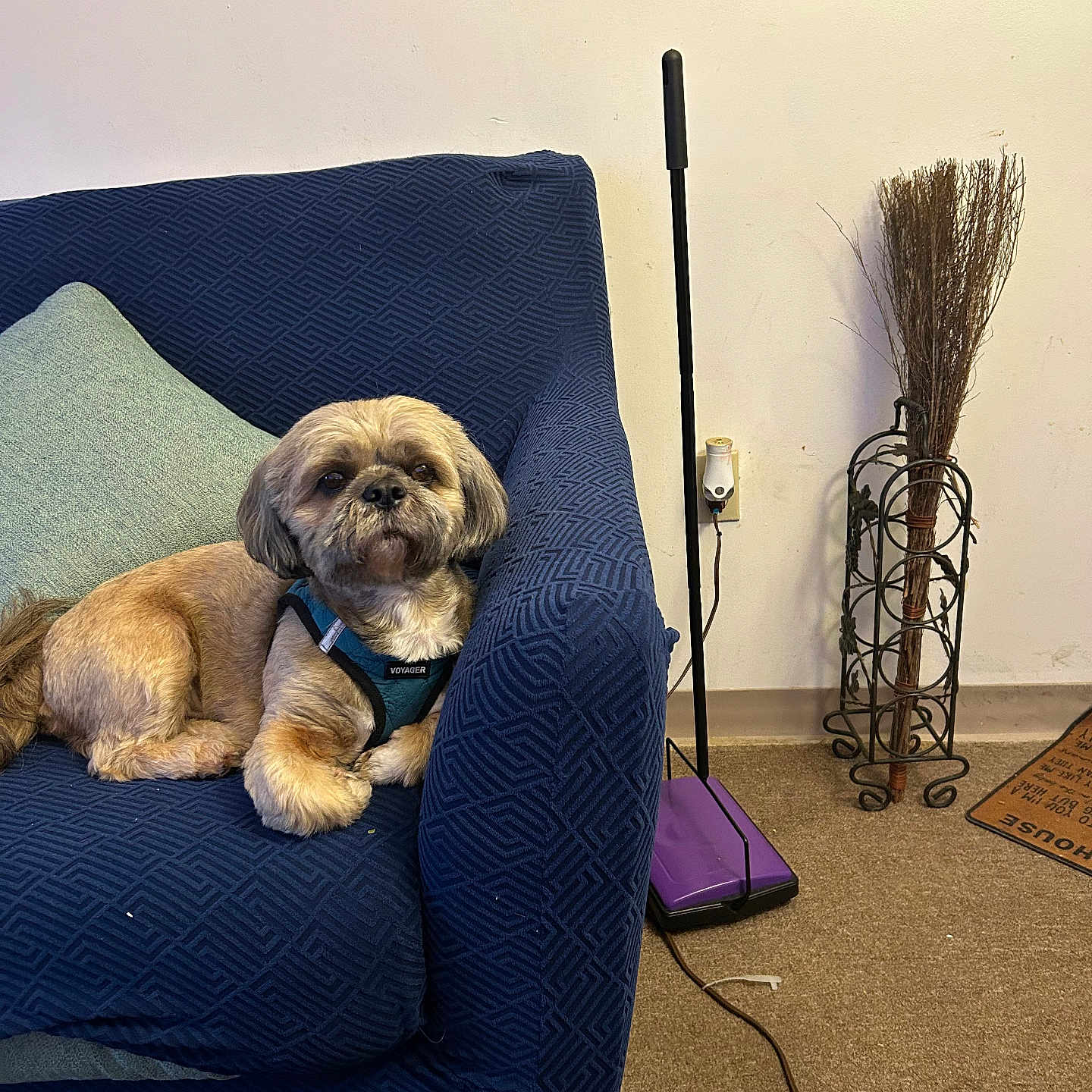 Melvin Martini Kelly joined the competition — help win amazing prizes! carpet, couch, cozy, decor, dog, floor_sweeper, furniture, harness, houseplant, indoor, living_room, patterned_fabric, pet, pillow, relaxing, small_dog, tan_coat, wall_art, wire_holder, wooden_legs