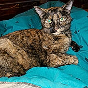 Three Socks is registered to the contest to win money with this photo: cat, tortoiseshell, pet, feline, animal, indoor, blanket, blue, fur, resting, cute, whiskers, ears, eyes, cozy, comfort, bed, relaxed, domestic, mammal