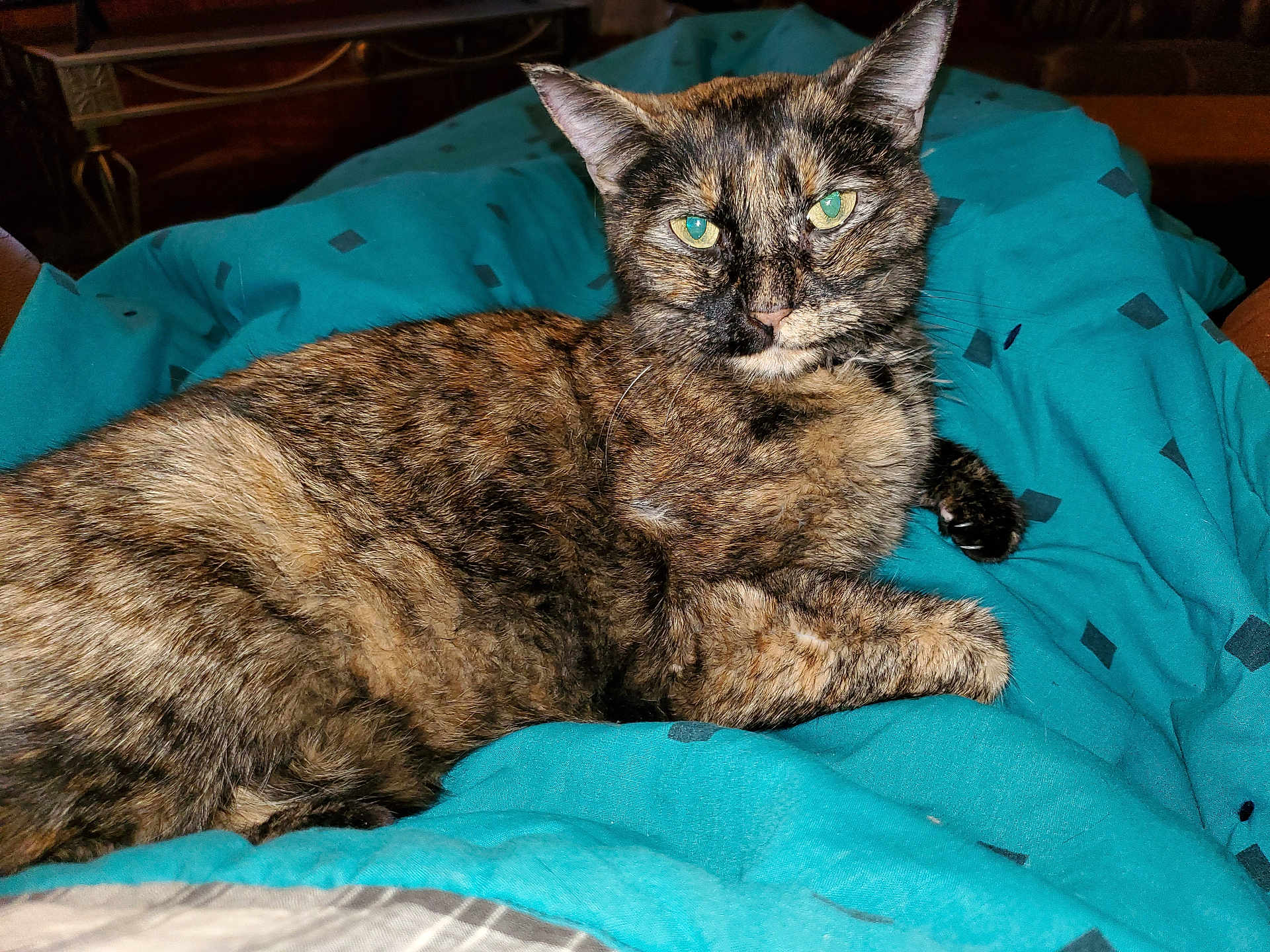Three Socks is registered to the contest to win money with this photo: cat, tortoiseshell, pet, feline, animal, indoor, blanket, blue, fur, resting, cute, whiskers, ears, eyes, cozy, comfort, bed, relaxed, domestic, mammal