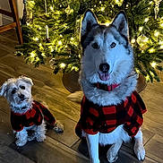 Rizzo is registered to the contest to win money with this photo: christmas_tree, cute, decorations, dog, domestic_animal, ears_up, festive, floor, fur, holiday_lights, home, indoor, large_dog, matching_outfits, pets, plaid_clothing, sitting, small_dog, tongue_out, wooden_floor