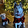 christmas_tree, cute, decorations, dog, domestic_animal, ears_up, festive, floor, fur, holiday_lights, home, indoor, large_dog, matching_outfits, pets, plaid_clothing, sitting, small_dog, tongue_out, wooden_floor
