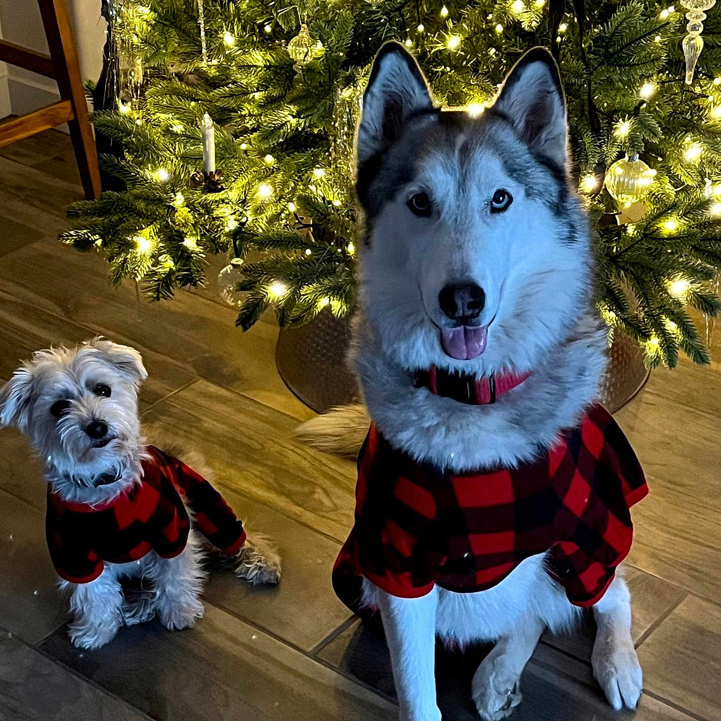Rizzo is registered to the contest to win money with this photo: christmas_tree, cute, decorations, dog, domestic_animal, ears_up, festive, floor, fur, holiday_lights, home, indoor, large_dog, matching_outfits, pets, plaid_clothing, sitting, small_dog, tongue_out, wooden_floor