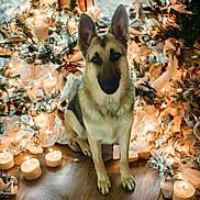 Niko is registered to the contest to win money with this photo: animal, calm, candles, christmas, cozy, decor, decorations, dog, festive, garland, german_shepherd, holiday, indoors, lights, pet, portrait, sitting, warm_lighting, winter, wood_floor
