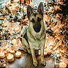 animal, calm, candles, christmas, cozy, decor, decorations, dog, festive, garland, german_shepherd, holiday, indoors, lights, pet, portrait, sitting, warm_lighting, winter, wood_floor