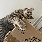 Fanta participe au concours pour gagner de l'argent avec cette photo : cat, tabby, cardboard_box, doodles, curious, claws, whiskers, ears, indoor, floor, playful, pet, animal, feline, paws, looking_down, close_up, home, light, wall