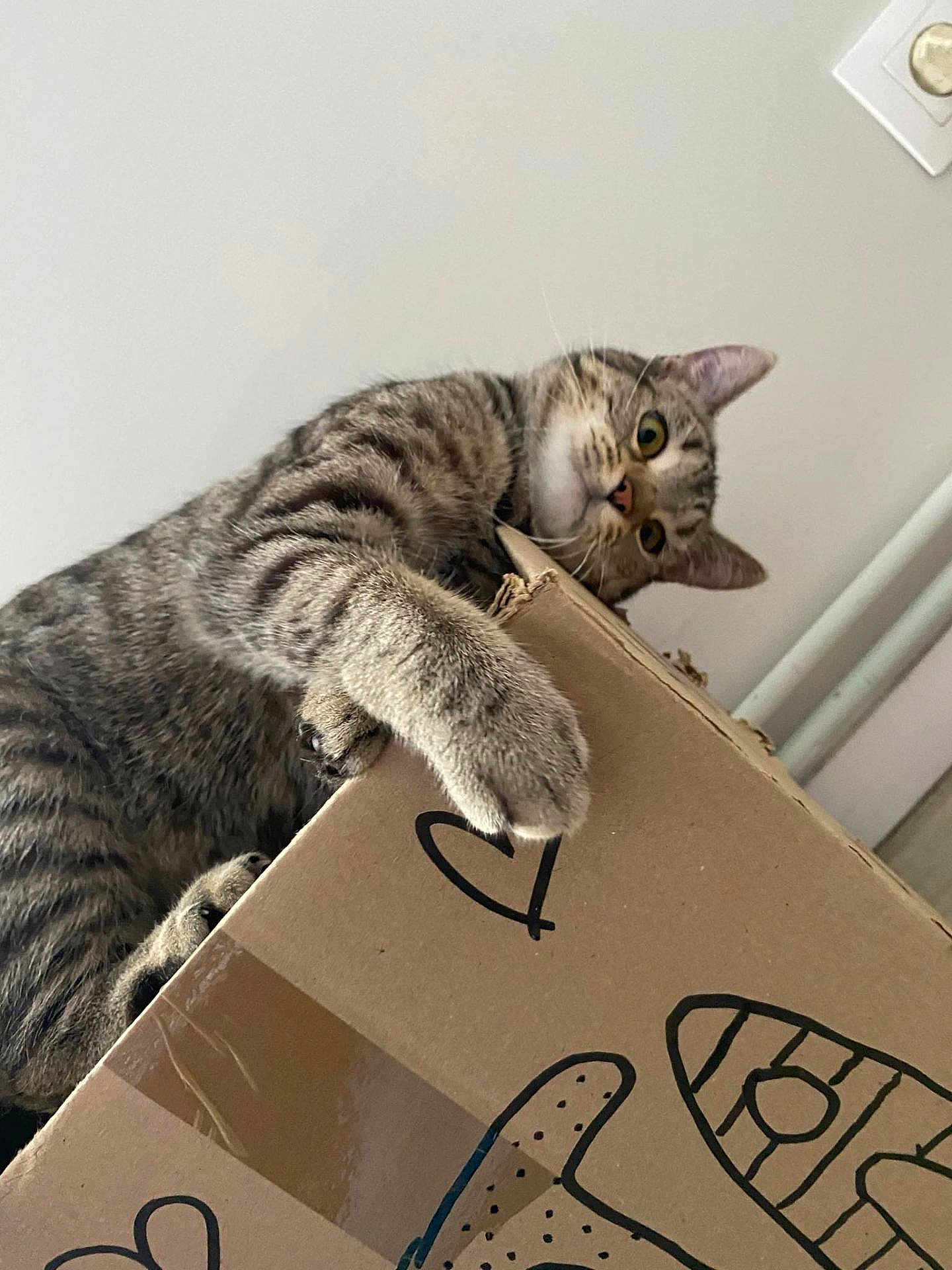 Fanta participe au concours pour gagner de l'argent avec cette photo : cat, tabby, cardboard_box, doodles, curious, claws, whiskers, ears, indoor, floor, playful, pet, animal, feline, paws, looking_down, close_up, home, light, wall