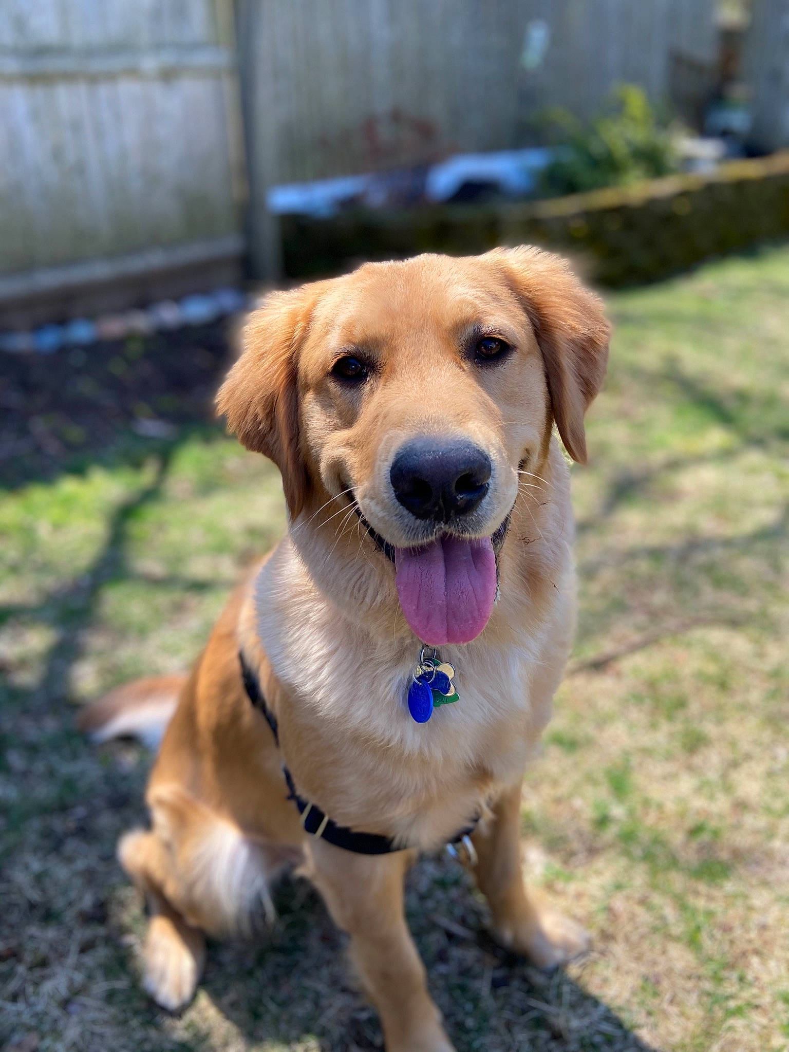 Harley is registered to the contest to win money with this photo: beagador, canidae, carnivore, companion_dog, dog, dog_breed, fawn, golden_retriever, labrador_retriever, mammal, puppy, rare_breed_dog, retriever, snout, sporting_group, vertebrate, working_dog