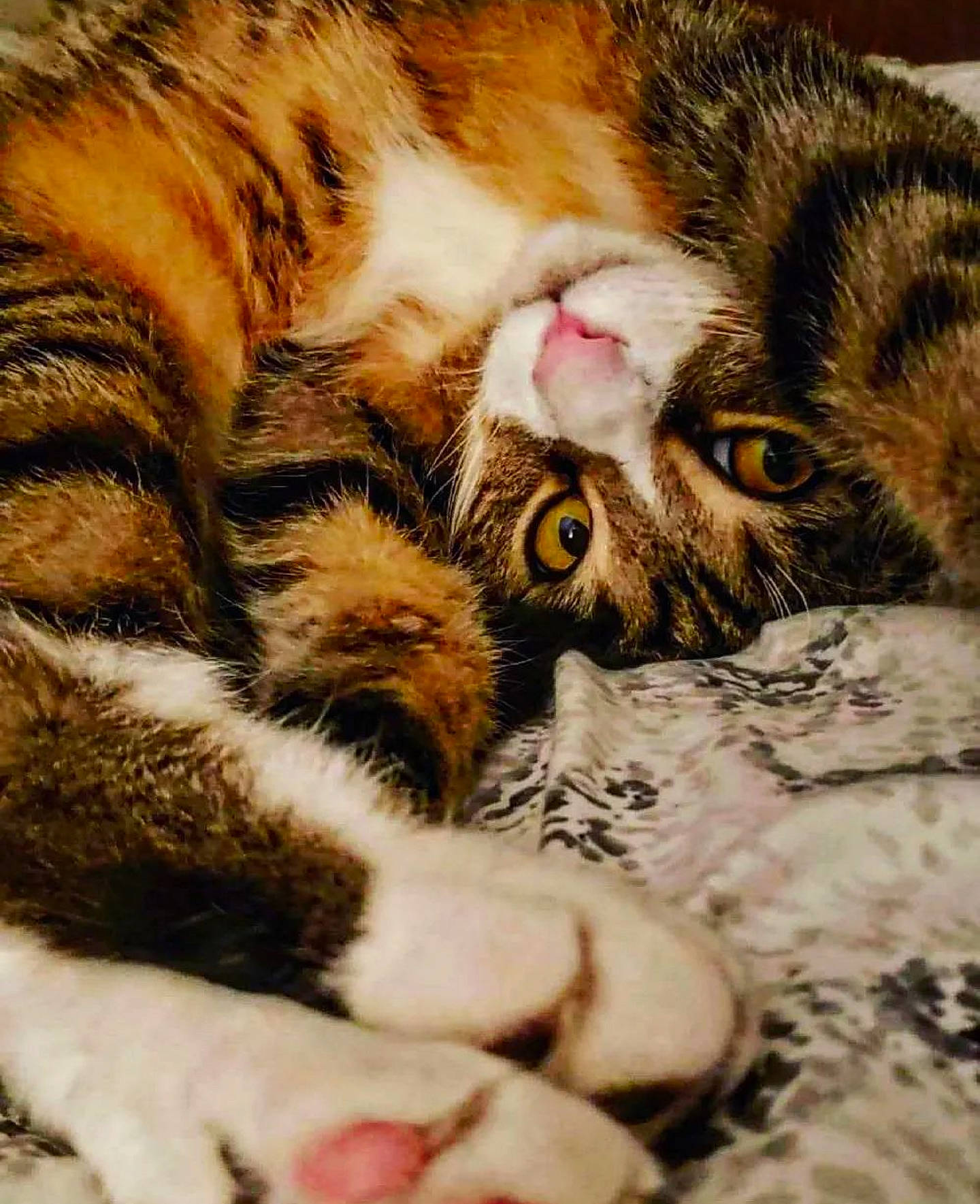 Ace is registered to the contest to win money with this photo: carnivore, cat, claw, close_up, domestic_short_haired_cat, eye, fawn, felidae, fur, grass, nap, paw, sleep, small_to_medium_sized_cats, snout, tail, terrestrial_animal, whiskers, wildlife, wood