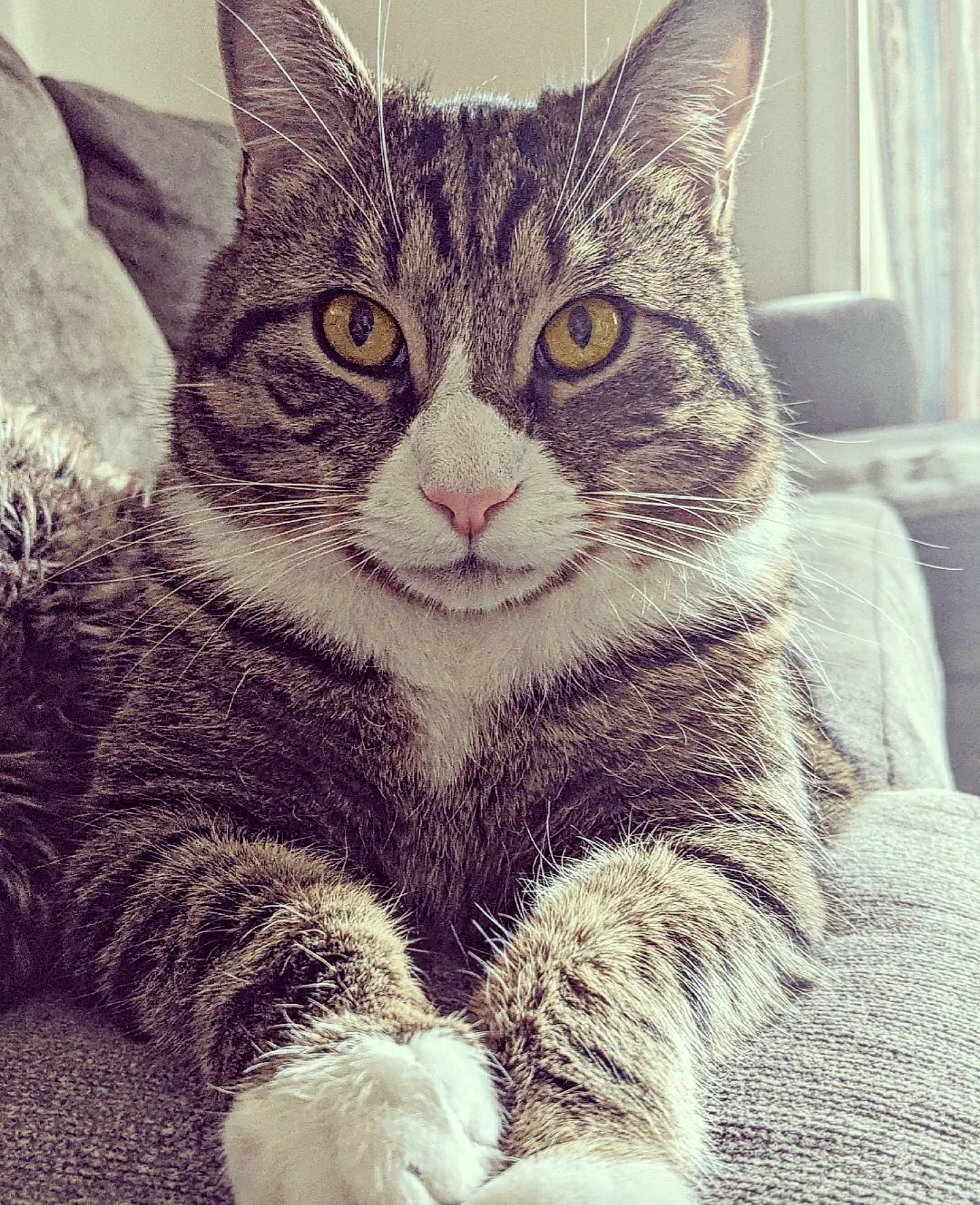 Ace joined the competition — help win amazing prizes! carnivore, cat, claw, curtain, domestic_short_haired_cat, eye, felidae, fur, grass, iris, paw, plant, sitting, small_to_medium_sized_cats, snout, tail, tree, whiskers, wildlife, window