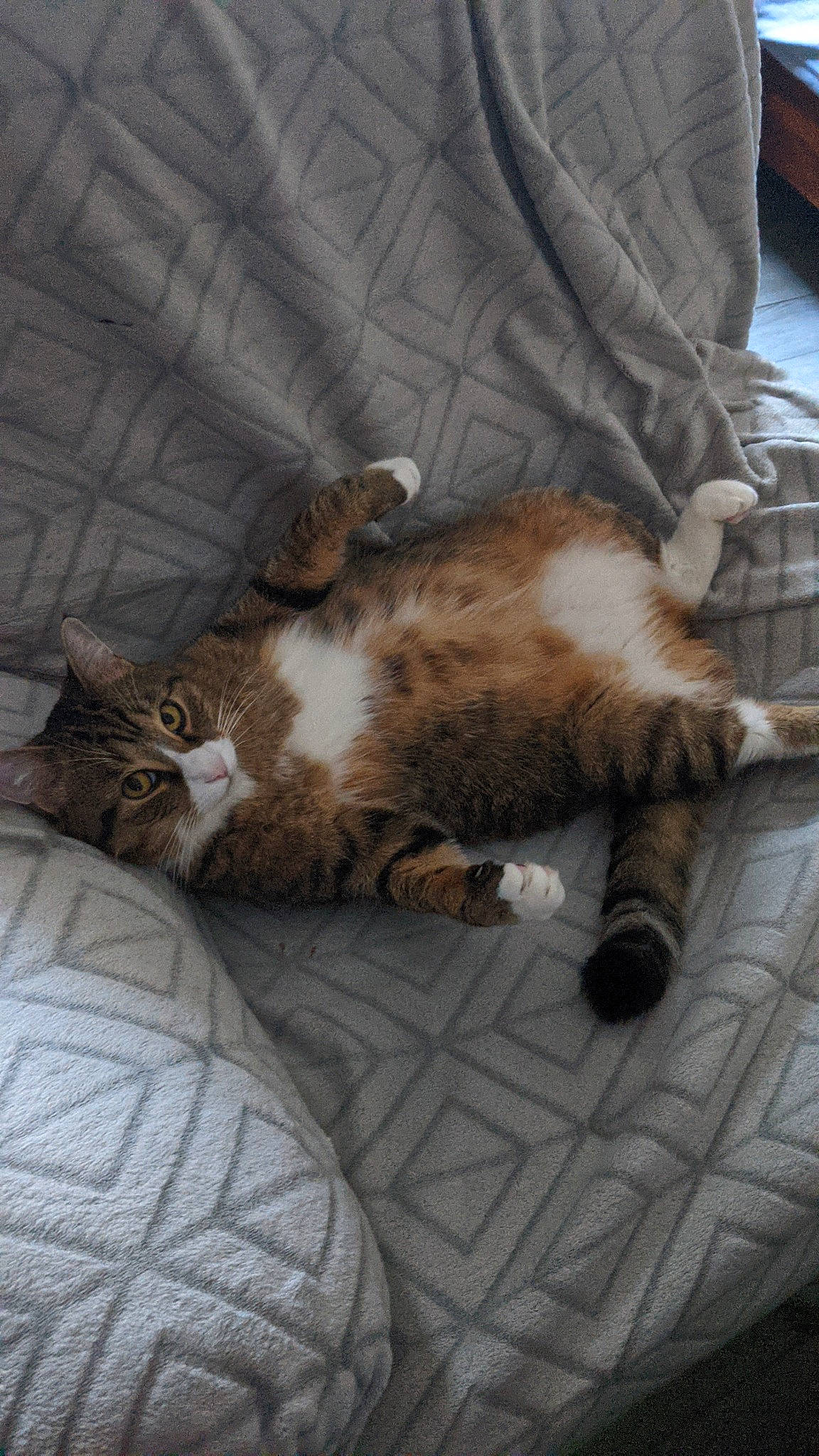 Ace is registered to the contest to win money with this photo: carnivore, cat, claw, comfort, domestic_short_haired_cat, felidae, fur, nap, paw, sleep, small_to_medium_sized_cats, tail, terrestrial_animal, whiskers, wood