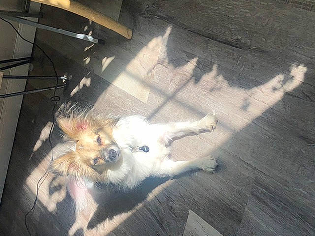 Marley joined the competition — help win amazing prizes! canidae, carnivore, companion_dog, dog, dog_breed, fawn, non_sporting_group, pomeranian, sporting_group, tail