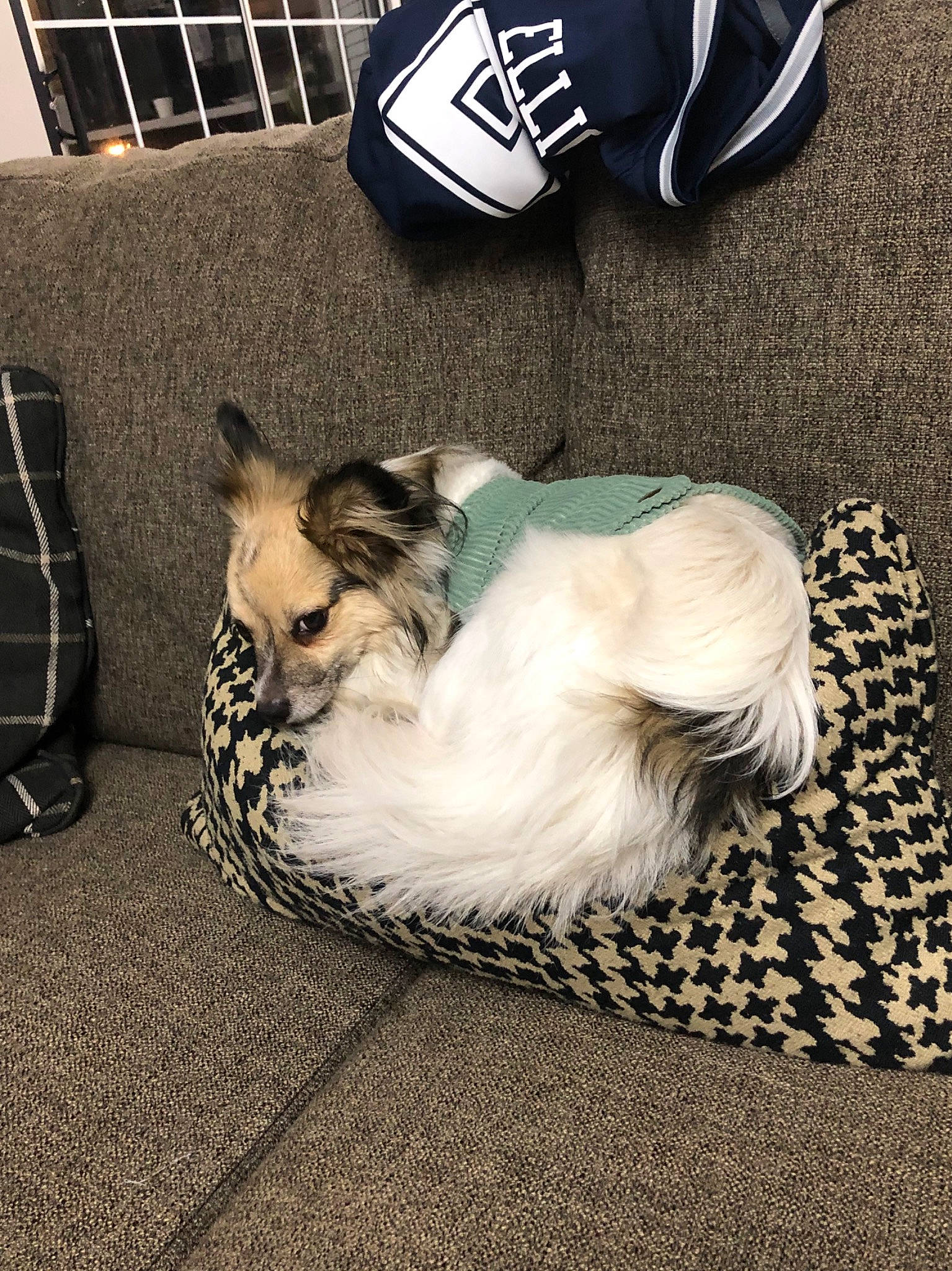 Marley joined the competition — help win amazing prizes! canidae, carnivore, cat, comfort, companion_dog, dog, dog_breed, ear, fur, papillon, puppy, sporting_group, tail, toy_dog