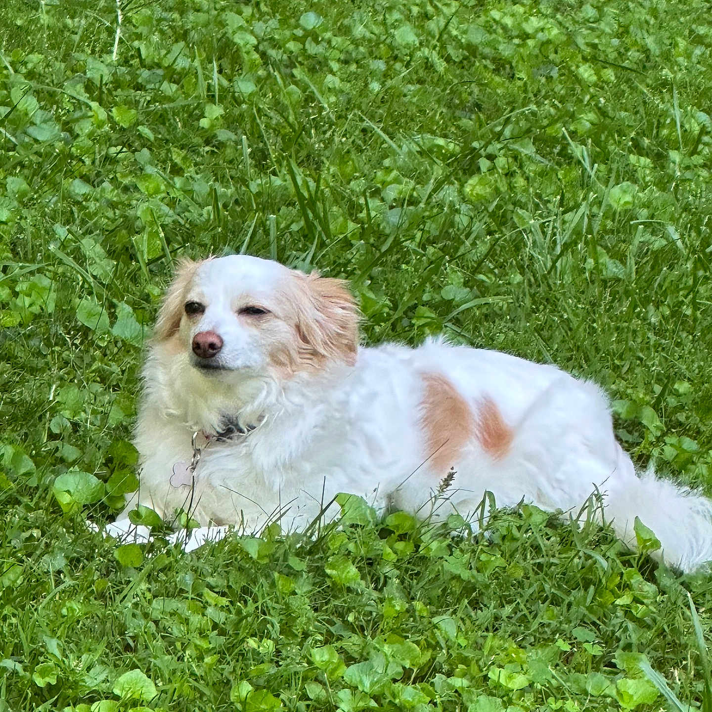 Rosie joined the competition — help win amazing prizes! animal, canine, collar, daylight, dog, fur, grass, greenery, laying_down, leafy, mammal, nature, outdoor, peaceful, pet, quiet, relaxed, sunlight, tan, white