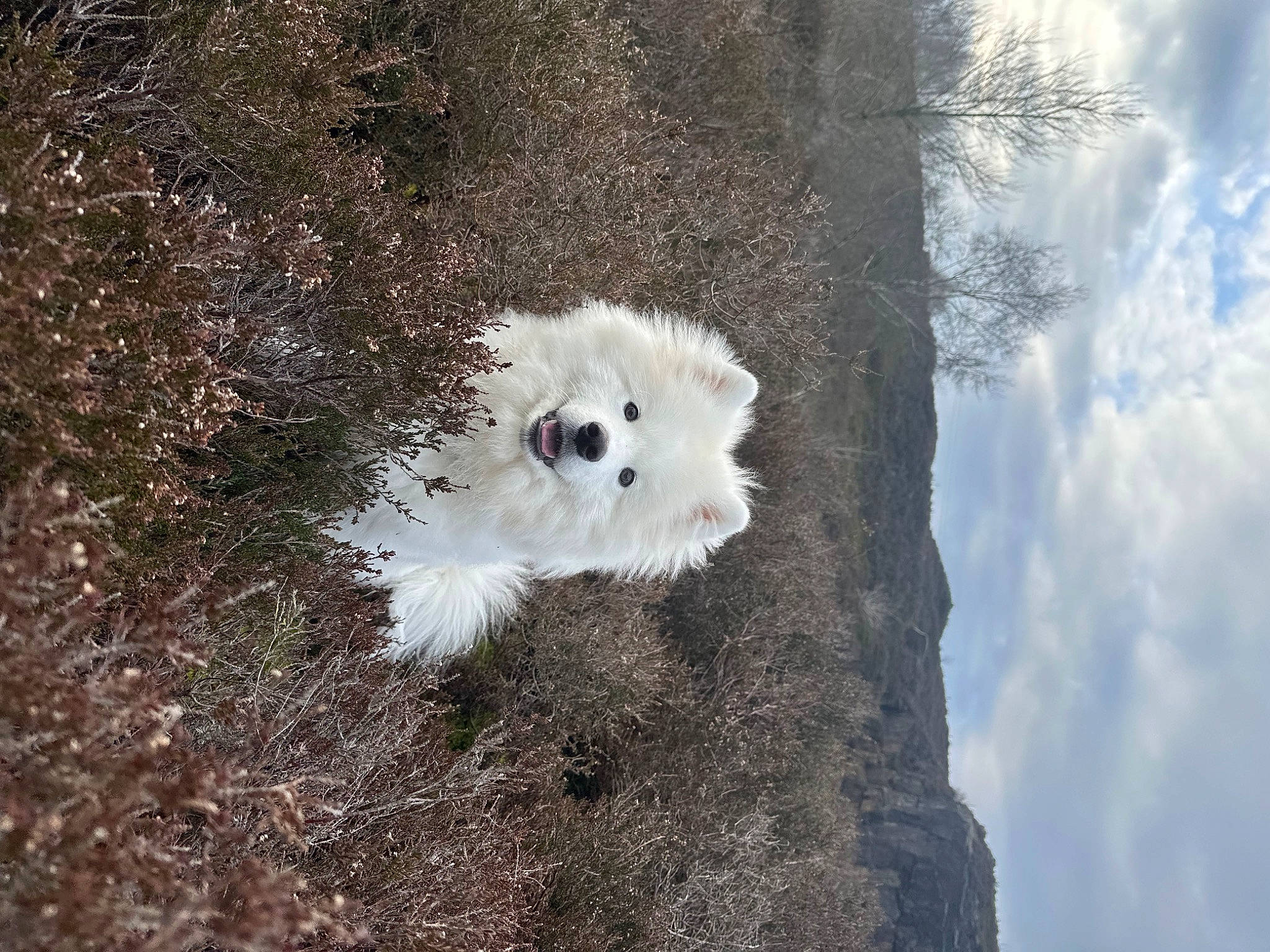 Obie joined the competition — help win amazing prizes! canidae, carnivore, cloud, companion_dog, cumulus, dog, dog_breed, fur, plant, sky, snout, sporting_group, tail, toy_dog, tree, twig, water, whiskers, wildlife, winter