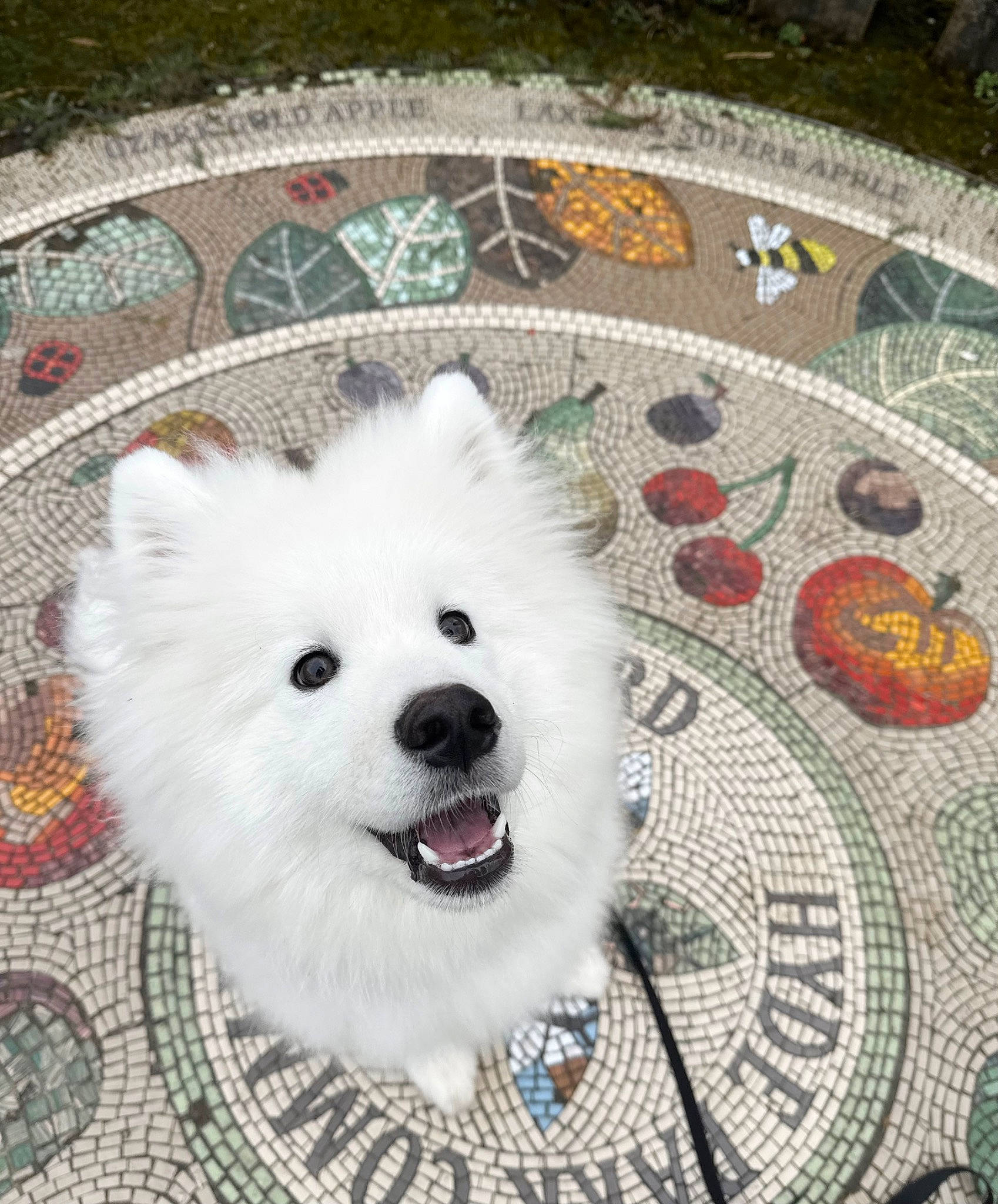 Obie joined the competition — help win amazing prizes! ancient_dog_breeds, art, canidae, carnivore, companion_dog, dog, dog_breed, dog_supply, fang, flooring, fur, german_spitz_klein, non_sporting_group, pattern, samoyed, spitz, sporting_group, toy_dog, volpino_italiano, whiskers