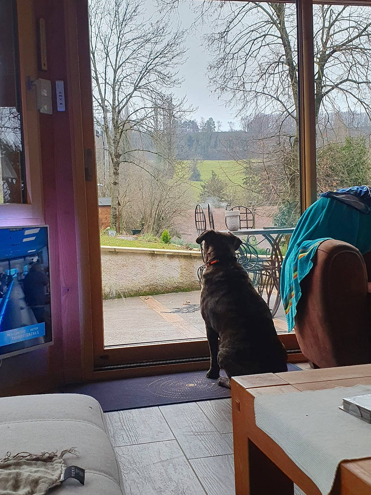 Pitou participe au concours pour gagner de l'argent avec cette photo : building, carnivore, chair, comfort, companion_dog, dog, door, felidae, house, interior_design, morning, plant, shade, sky, sunlight, table, tints_and_shades, tree, window, wood